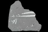 Fossil Graptolite (Didymograptus) Plate - Great Britain #103468-1